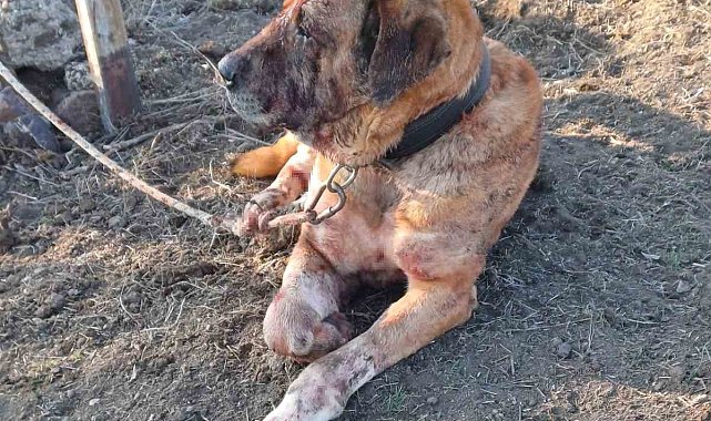 Yasa dışı köpek dövüşüne JASAT 'dur' dedi