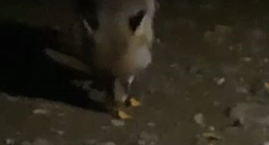 Yiyecek arayan tilkiyi cipsle besledi
