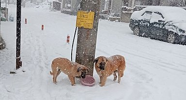 Yoğun kar yağışında sokak hayvanları unutulmadı