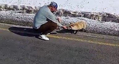 Yol kenarında gördüğü tilkiyi eliyle besledi