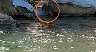 Yüksekova'da nesli tükenme tehdidinde olan su samuru görüntülendi