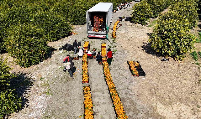 Zirai don uyarısı sonrası mandalina hasadı hız kazandı