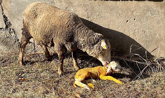 Zor durumdaki hayvana tarım çalışanından acil müdahale