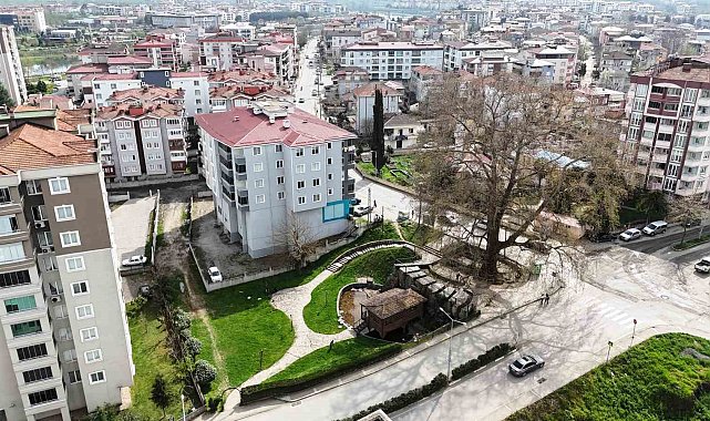 6 asırlık ağaç ve değirmen Çarşamba'nın merkezini süslüyor