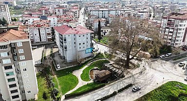 6 asırlık ağaç ve değirmen Çarşamba'nın merkezini süslüyor