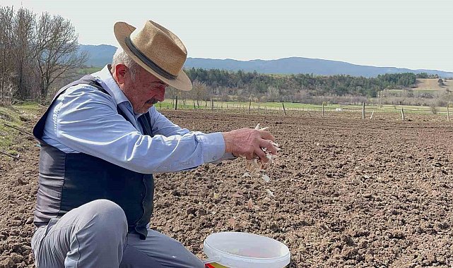77 yaşındaki çiftçi gençlere taş çıkartıyor: Taşköprü sarımsağıyla geçimini sağlıyor