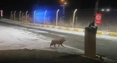 Aç kalan kurt şehir merkezine kadar indi