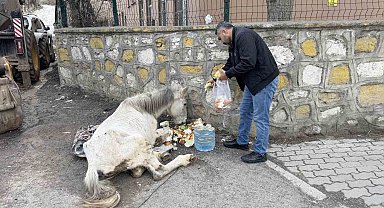 Açlık ve yorgunluktan yere yığılan katır hayata tutundu