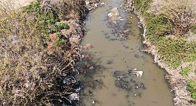 Adana'da dere yatağı at ve eşek atıklarıyla dolu