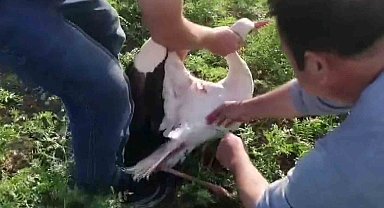 Adıyaman'da balık oltasına leylek takıldı