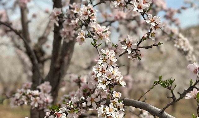Adıyaman'da çiçek açan badem bahçeleri beyaza büründü