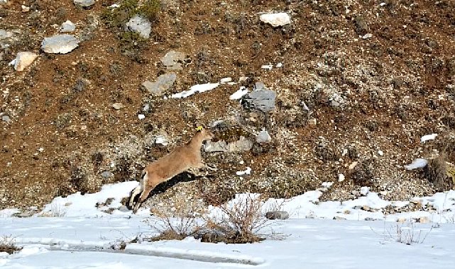 Afyonkarahisar'da doğaya ilk defa yaban keçisi bırakıldı