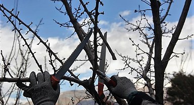 Ağaçlara bahar bakımı