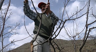 Ağaçlara bahar bakımı