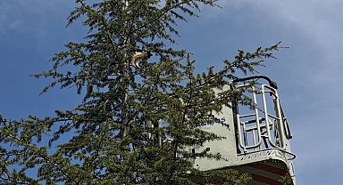 Ağaçta kalan kediyi itfaiye ekipleri kurtardı