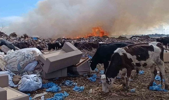 Alevlere aldırmayan inekler otlamaya, çoban ise yangını izlemeye devam etti