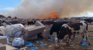 Alevlere aldırmayan inekler otlamaya, çoban ise yangını izlemeye devam etti