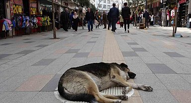 Altınordu'da sokak köpekleri esnaf ve vatandaşları bezdirdi