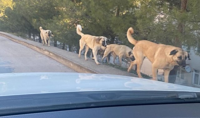 Amasya'da tedirgin eden görüntü: Sokaklarda köpek çeteleri