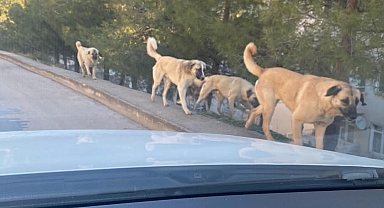 Amasya'da tedirgin eden görüntü: Sokaklarda köpek çeteleri