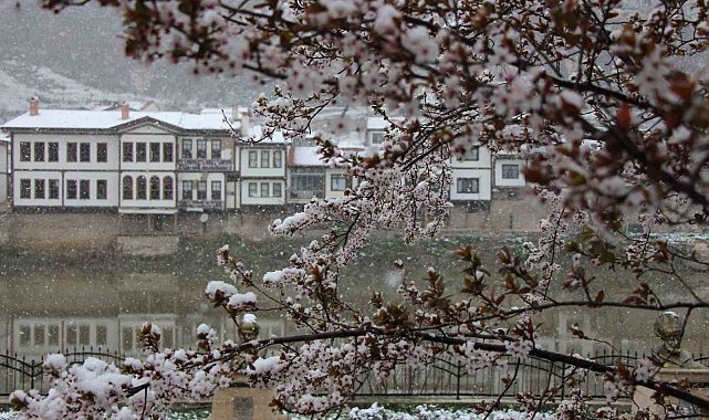 Amasya'ya mart ayında kar yağdı, çiçekler kar beyazıyla kaplandı