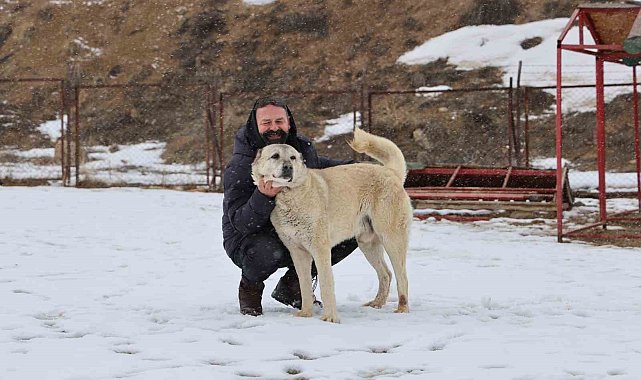 Anadolu aslanları soğukta tedavi, sıcakta ise depresif oluyor