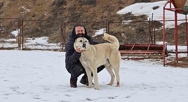 Anadolu aslanları soğukta tedavi, sıcakta ise depresif oluyor