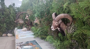 Anamur'da 'Orman Ekosistemi' temalı sergi açıldı