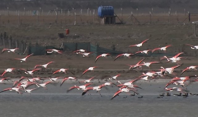 Ankara'da konaklayan flamingoların yaşam alanı tehdit altında