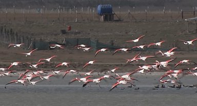 Ankara'da konaklayan flamingoların yaşam alanı tehdit altında