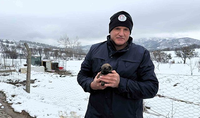 Anneleri ölen yavru kurt köpeklerine Kangal köpeği annelik etti