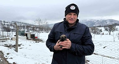 Anneleri ölen yavru kurt köpeklerine Kangal köpeği annelik etti