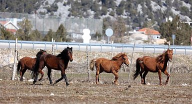 Antalya Büyükşehir yılkı atları için doğaya saman bıraktı