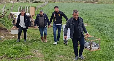 Antalya'da 3 ayrı adresten çalınan 95 güvercin, boş arazideki kümeste bulundu