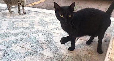 Antalya'da 'kayıp kara kediler' bilmecesi
