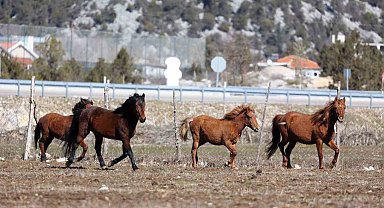 Antalya'da yılkı atları havadan görüntülendi