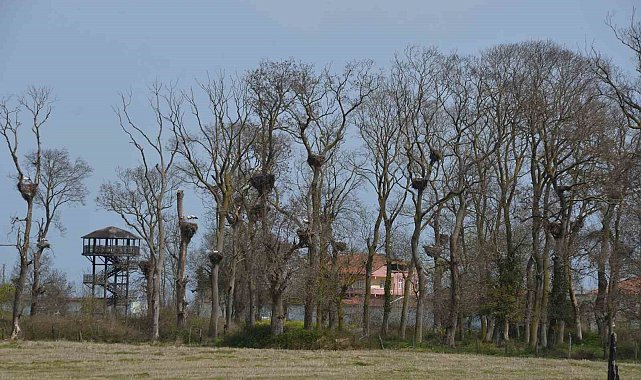 Apartmanı andıran 'Leylek Ormanı' şenlendi