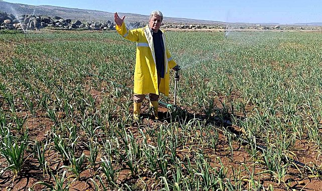 Araban Sarımsağı'nda hasat öncesi yağmurlama sulama başlatıldı