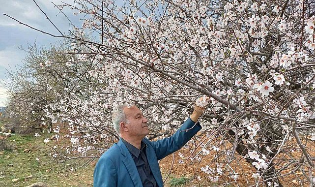 Araban'a bahar erken geldi