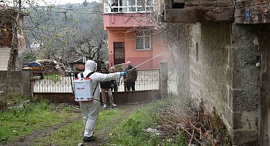 Atakum'da kahverengi kokarca ile mücadele çalışması