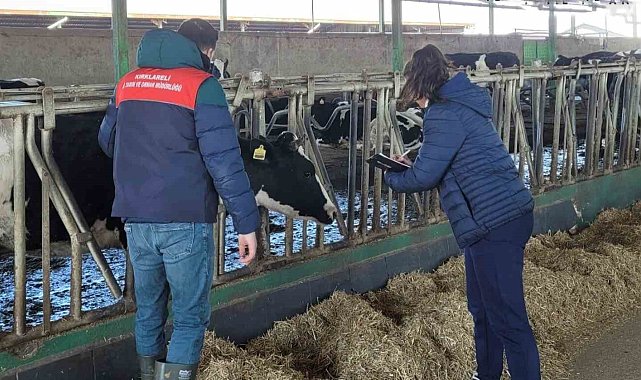 Babaeski'de büyükbaş hayvanlar için şap aşılama çalışmaları devam ediyor