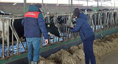 Babaeski'de büyükbaş hayvanlar için şap aşılama çalışmaları devam ediyor