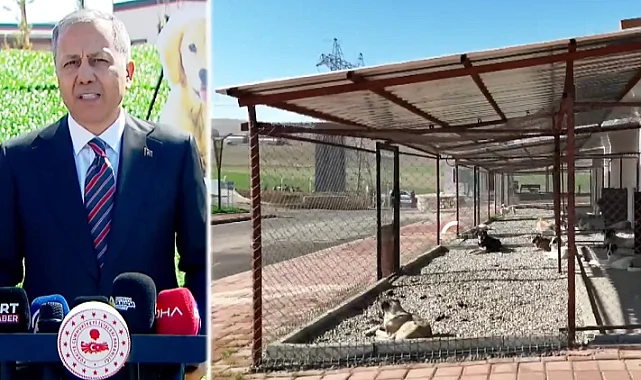 Bakan Yerlikaya Batman'dan açıkladı... Sahipsiz hayvanlarla ilgili belediyeler iki ayda bir denetlenecek