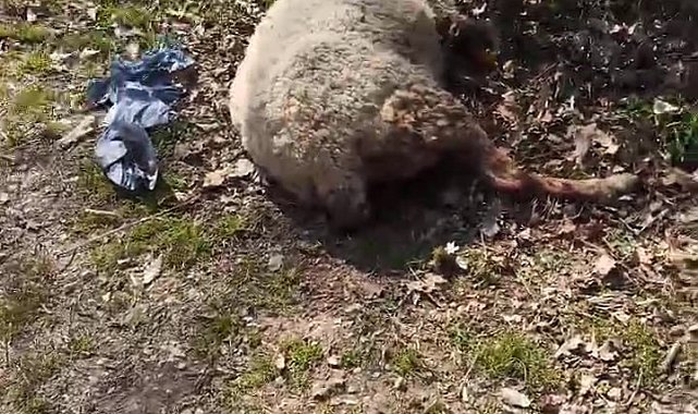 Başıboş köpekler koyunu telef etti, motosiklet sürücüsüne saldırdı