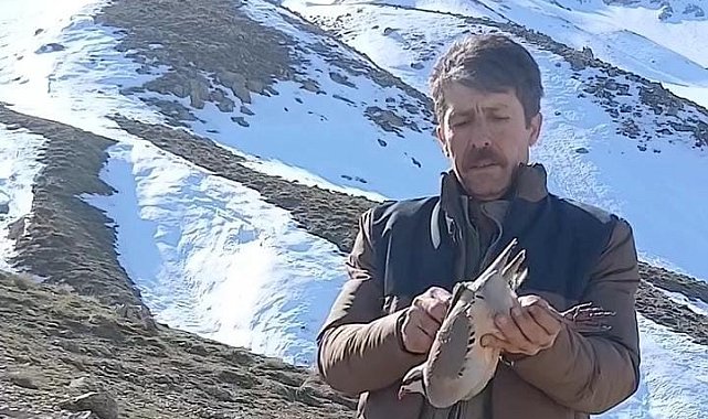 Batman'da duyarlı vatandaş, bulduğu keklikleri sevdikten sonra doğaya bıraktı
