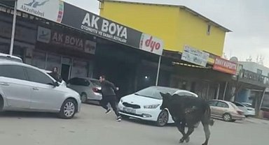 Batman'da sanayi sitesine giren inek esnafa zor anlar yaşattı