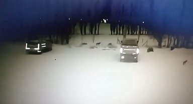 Bayburt'ta kurt sürüsü köpeği telef etti