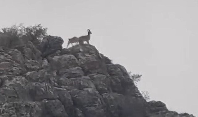 Besni'de dağ keçileri sürü halinde görüntülendi
