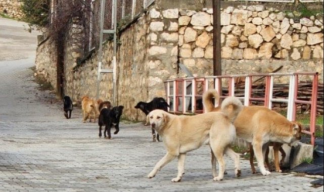 Bilecik'te sokak köpeklerinin hepsi toplanacak