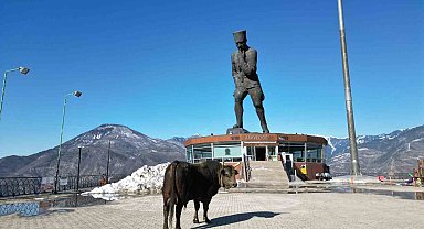 Boğasını güreşlere hazırlıyor